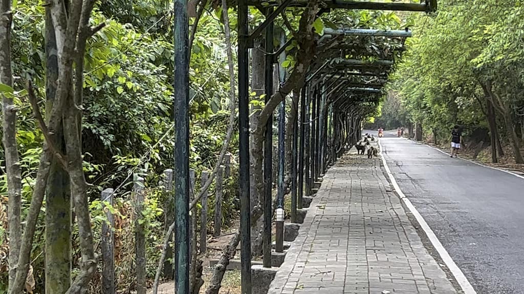 The Steep Walk up Monkey Hill in Thailand