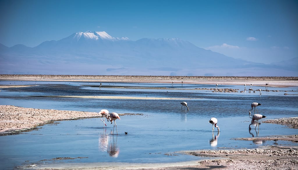 Flamingos eating brine shrimp in Laguna Chaxa with volcano in the distance