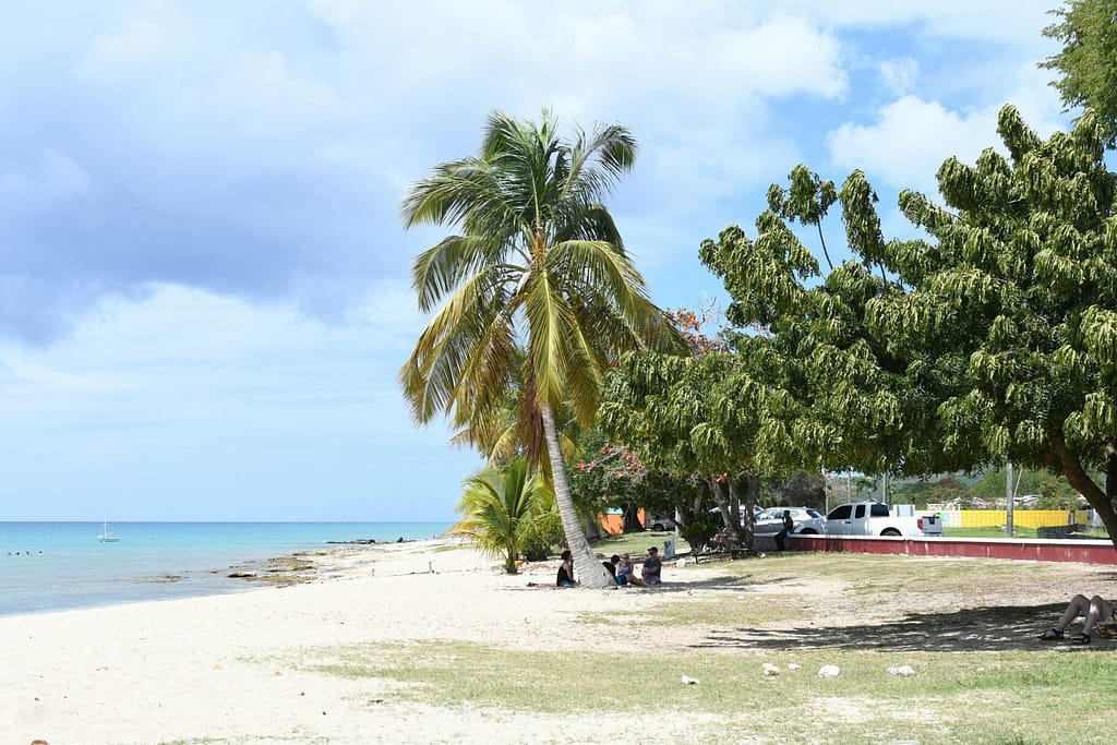 Relaxing tropical beach scene on St. Croix with palm trees and clear blue skies.