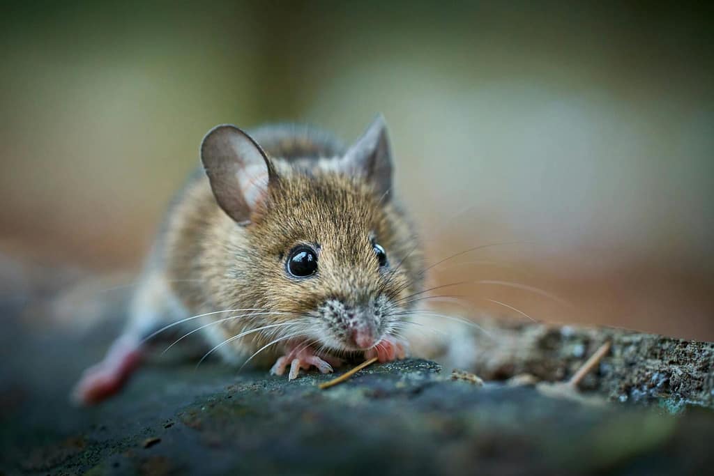 Adorable forest mouse captured close-up, showcasing whiskers and fur details in a natural setting.