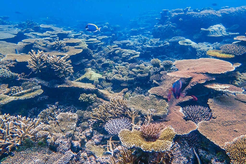 Stunning underwater view of colorful coral reef teeming with diverse marine life.