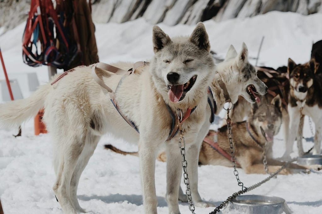 Close-up of joyful huskies in snow, showcasing sled dogs ready for adventure.