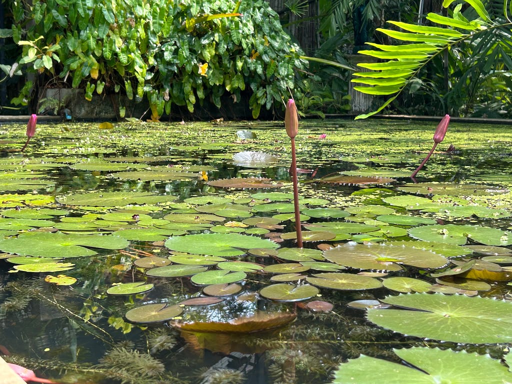 Phuket Botanic Garden Water Lilies