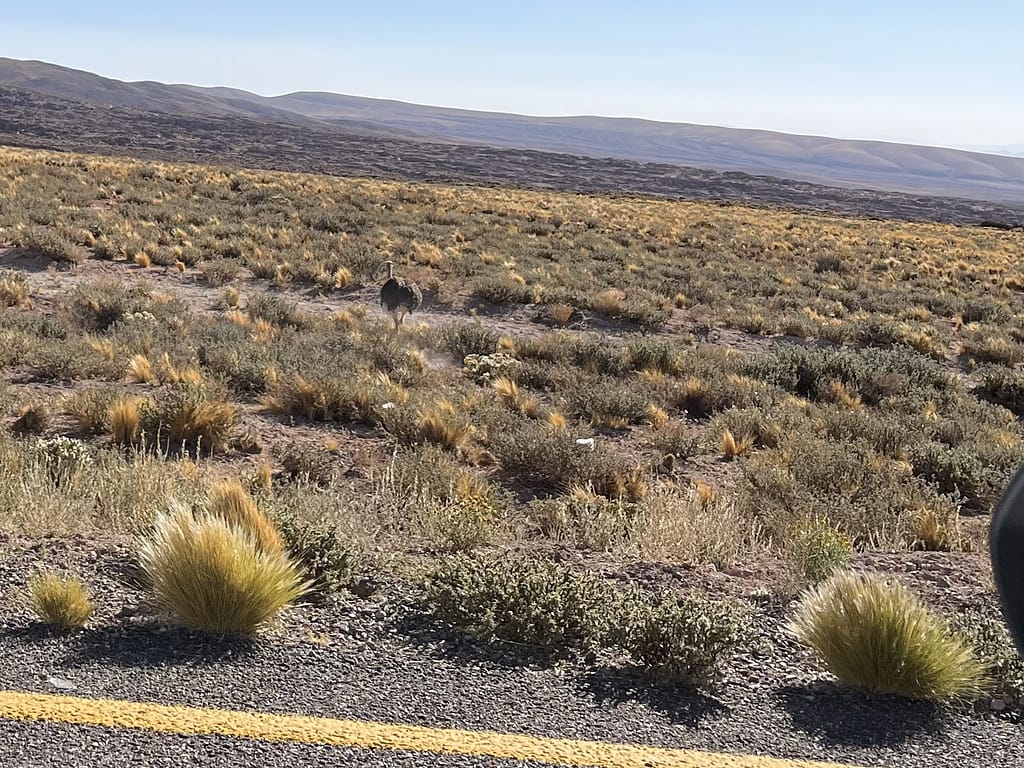 Rhea in the Atacama Desert, Chile