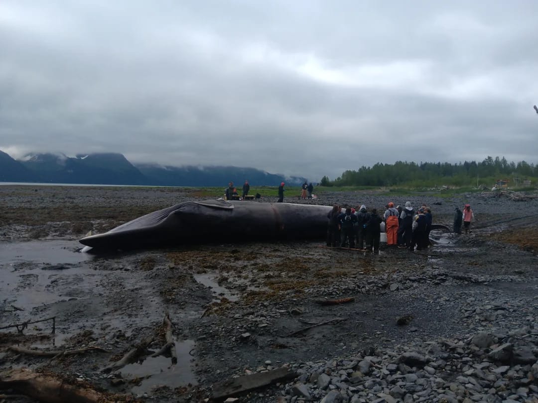 Passengers Stunned as Cruise Ship Arrives Carrying Dead Whale
