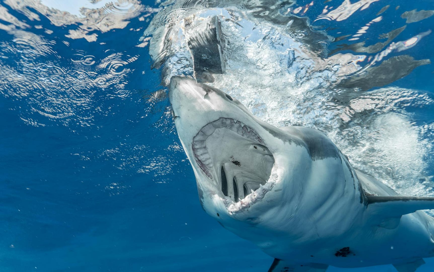 scary shark opening mouth in water