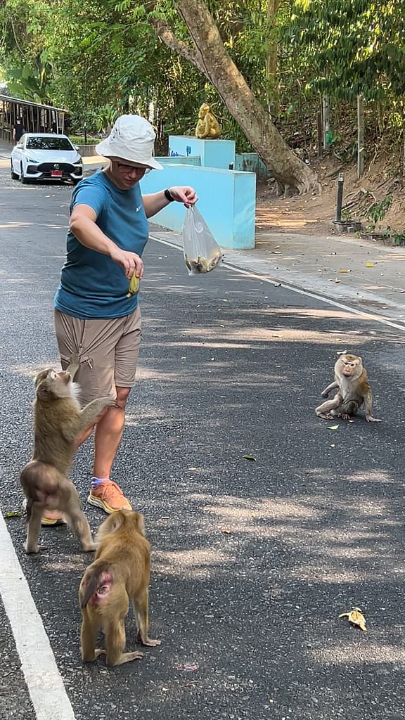 Feeding Bananas to Monkeys in Phuket