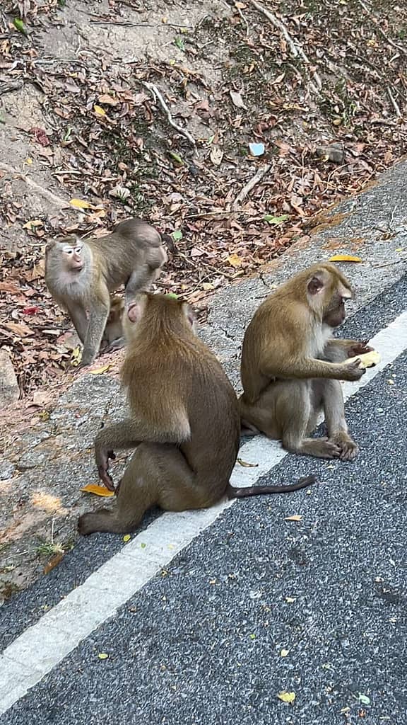 Monkeys in Thailand