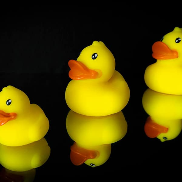 What are Cruise Ducks?