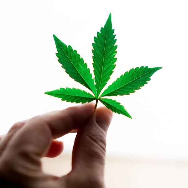 Can You Bring Marijuana on a Cruise Ship?
