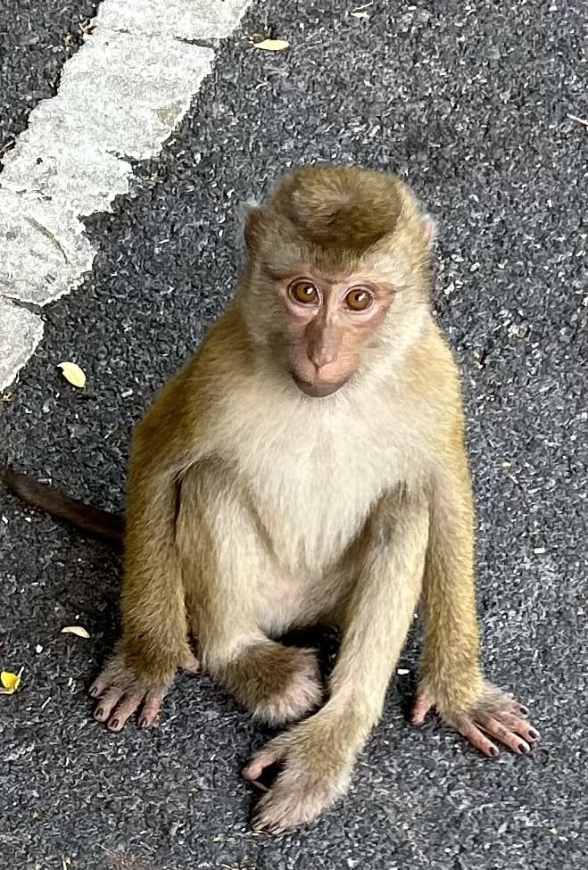 Baby Monkey on Monkey Hill in Thailand