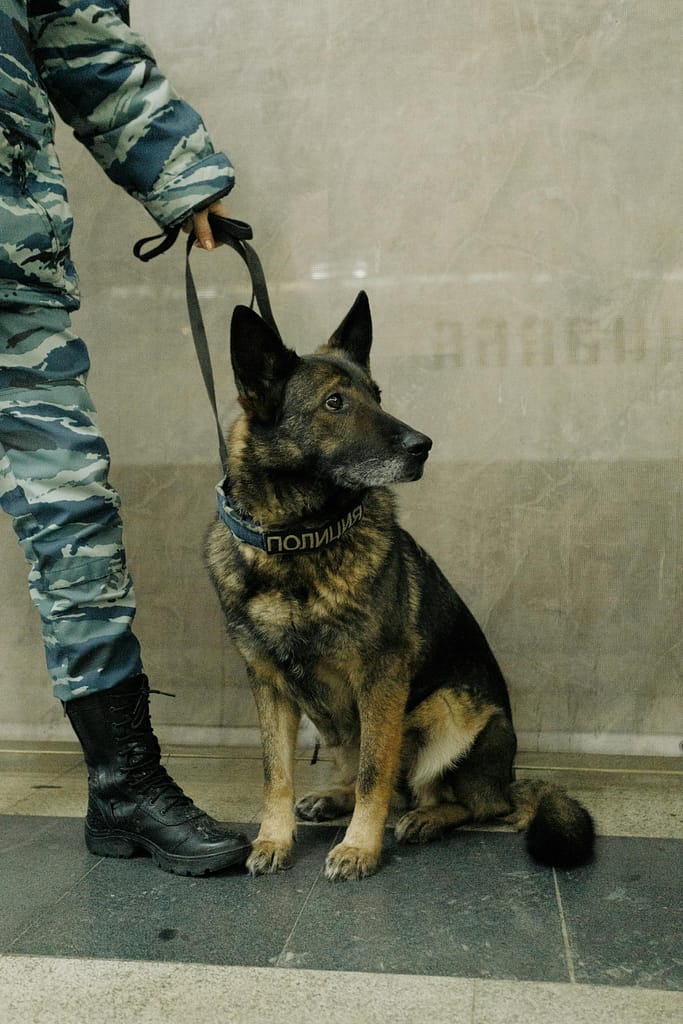 Police officer holding a trained German Shepherd dog indoors, highlighting law enforcement vigilance.