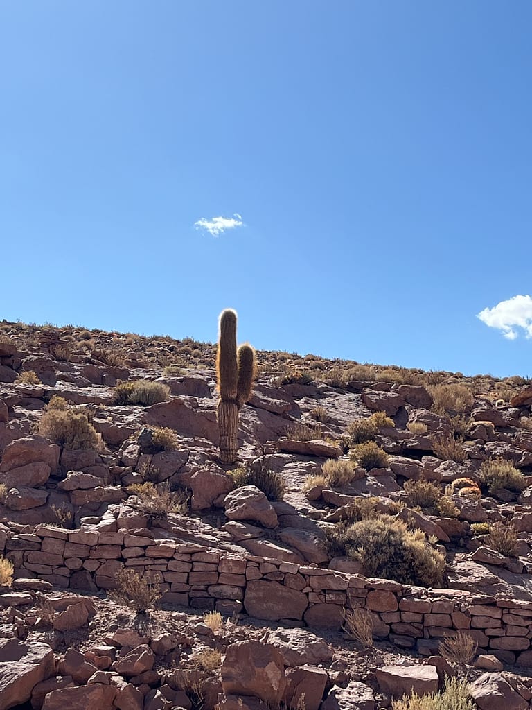 Valle de los Cacti, Chile