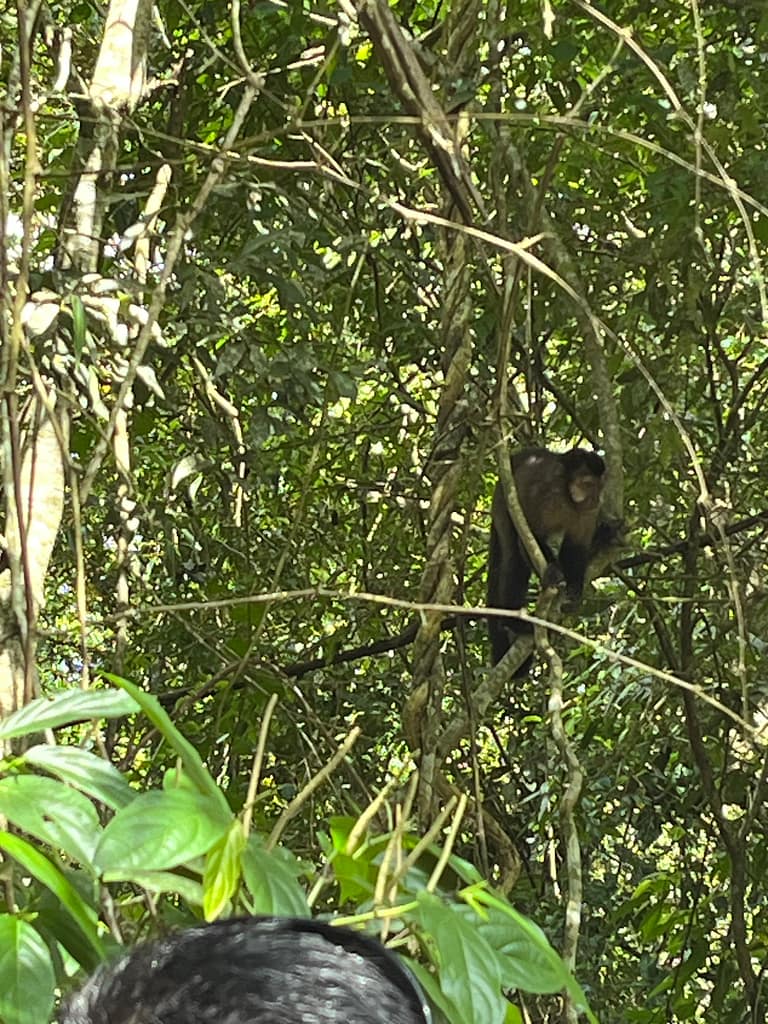 Black capuchin monkey sitting on a tree branch