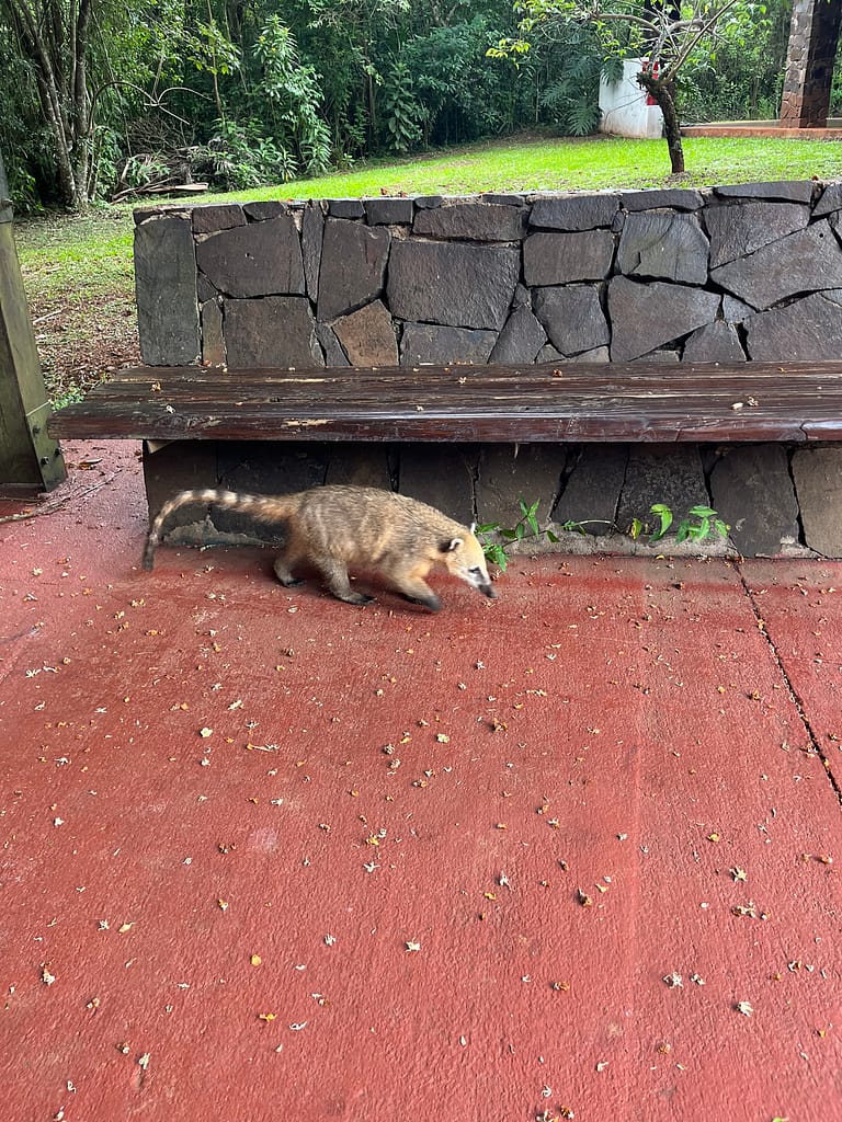 Coati walking under a park bench