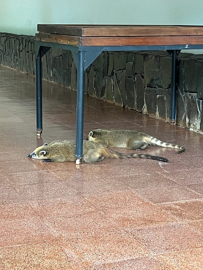 A pair of coatis sleeping under a table on a tile floor