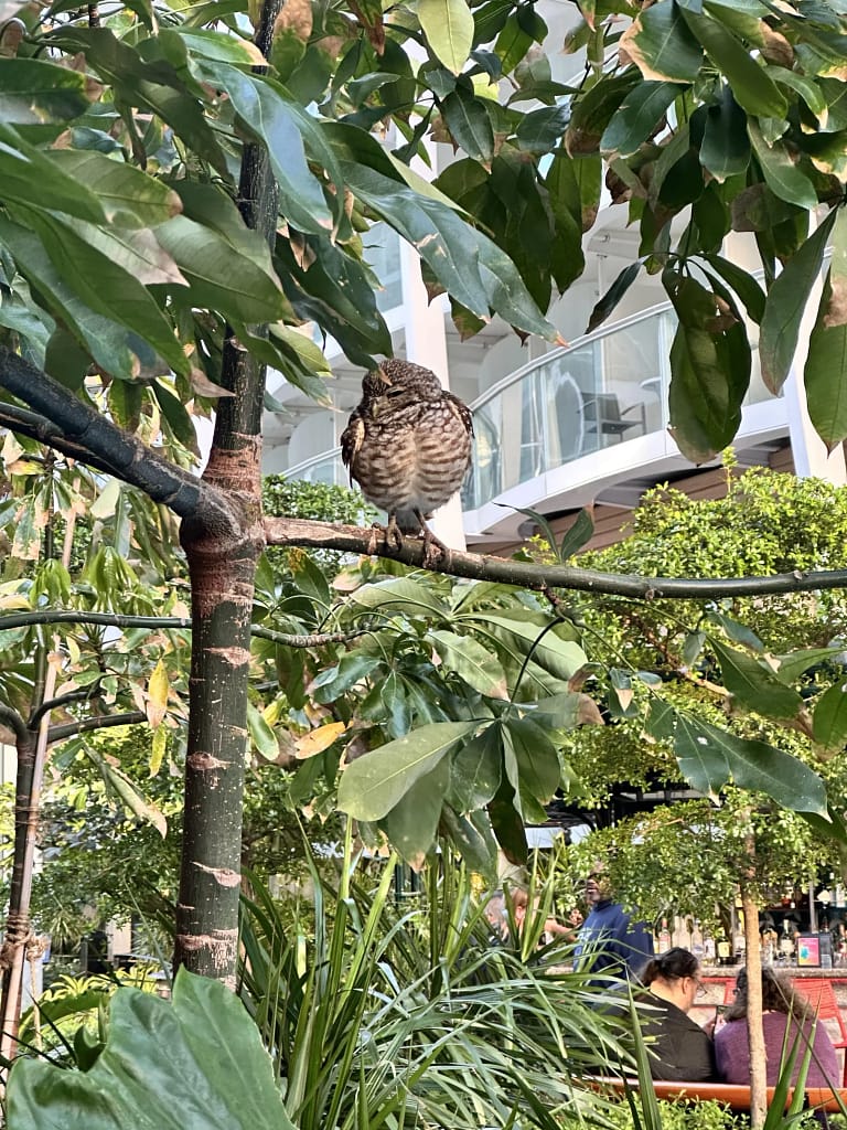 Burrowing Owl roosting in Central Park on Royal Caribbean’s Allure of the Seas cruise ship