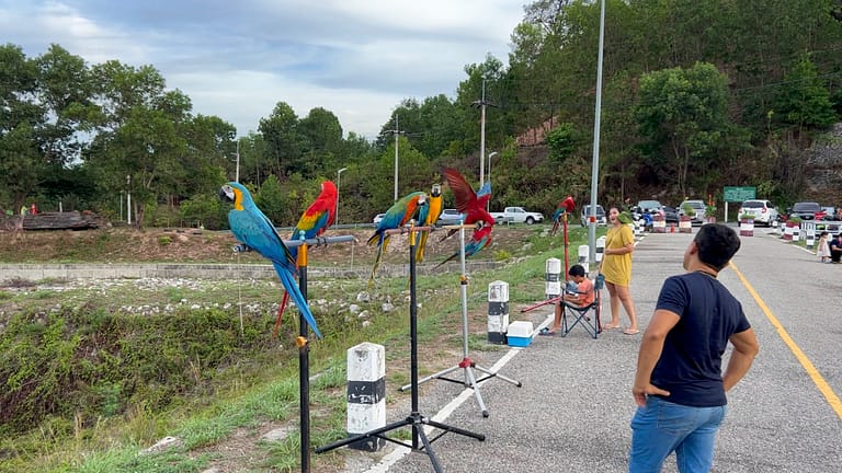 Macaws in Phuket Thailand