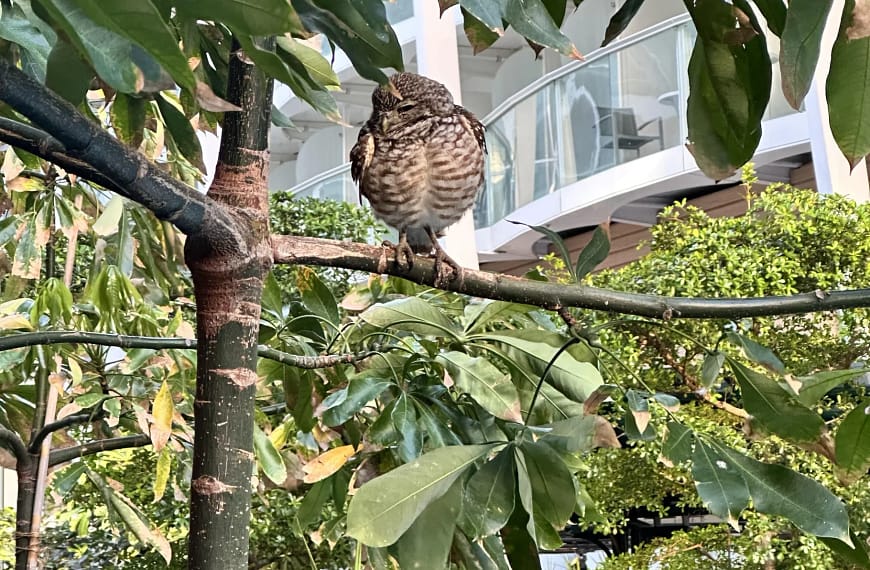 Burrowing Owl roosting in Central Park on Royal Caribbean’s Allure of the Seas cruise ship