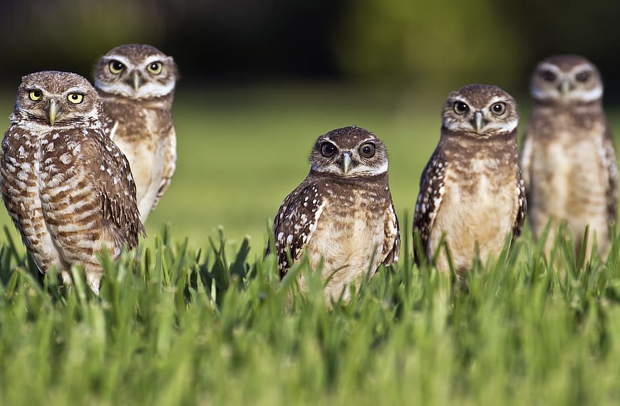 Two Cruise Stowaways Heading Home After a Year-Long Vacation