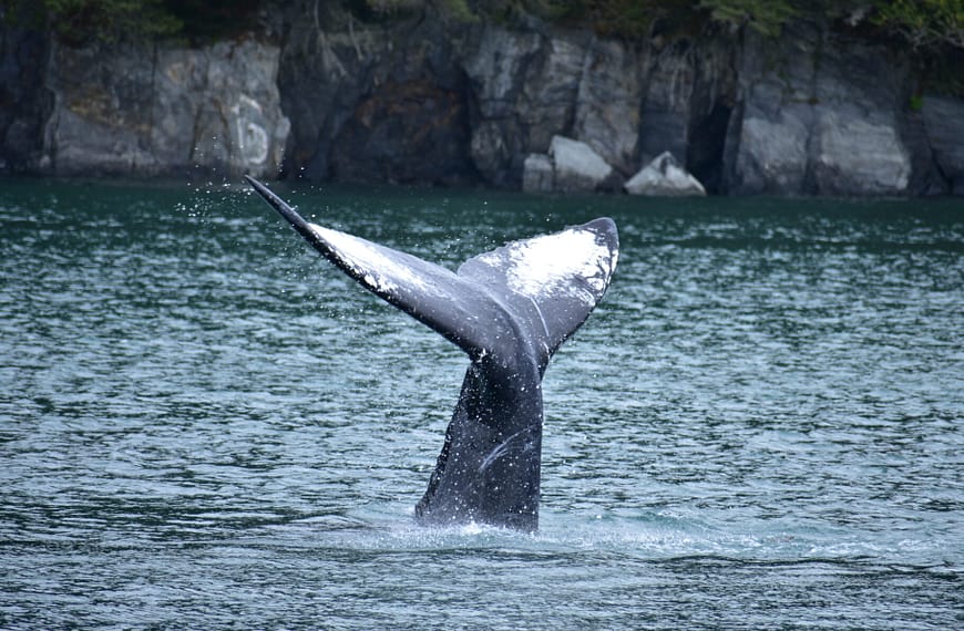 A New Kind of Alaska Cruise Debut