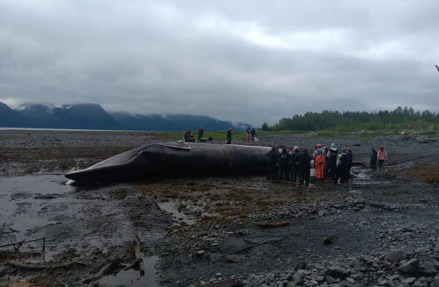 Passengers Stunned as Cruise Ship Arrives Carrying Dead Whale