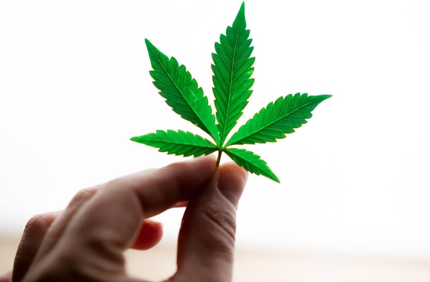 A detailed view of a hand holding a vibrant green cannabis leaf on a bright white background.