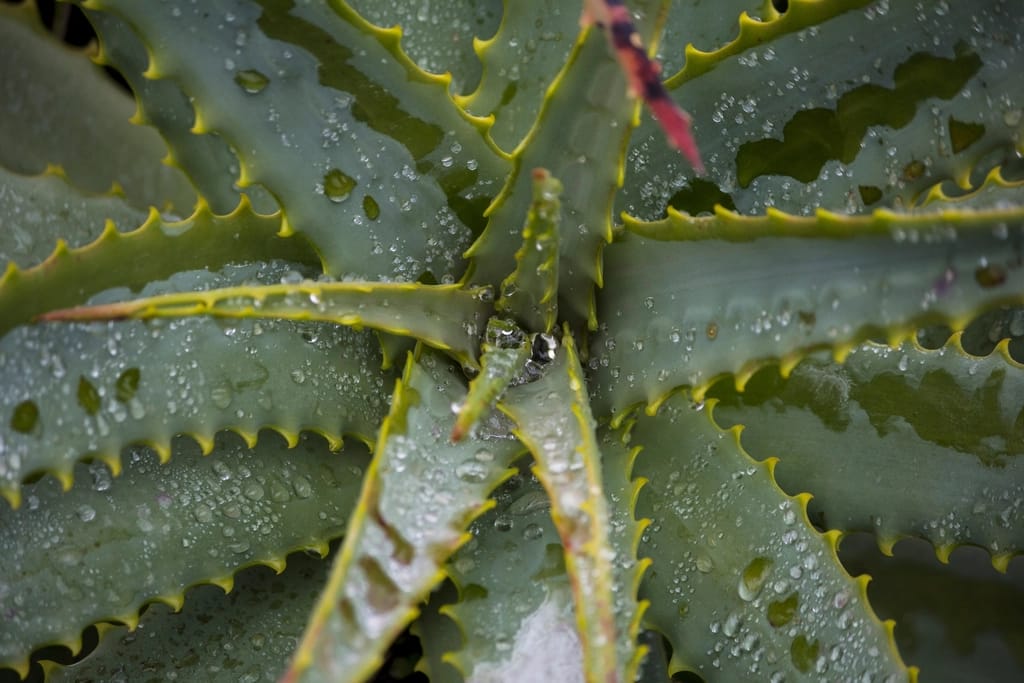 Waterdrop aloe vera